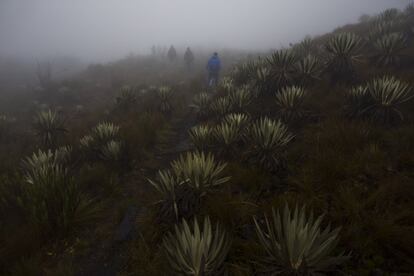 Páramo en el Parque Nacional de Chingaza, en Colombia