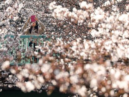 Uma mulher fotografa as cerejeiras em flor, nesta terça-feira em Tóquio (Japão).