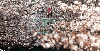 Uma mulher fotografa as cerejeiras em flor, nesta terça-feira em Tóquio (Japão).