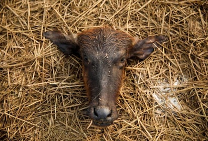 Una cabeza de un búfalo degollado este miércoles en el Festival Gadhimai, en Bariyarpur (Nepal).