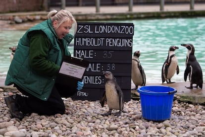 Um funcionário do zoológico conta os pinguins de Humboldt em seu recinto.