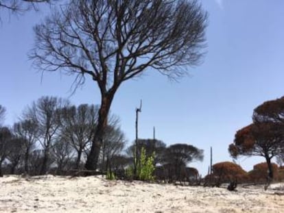 Un alcornoque que ha rebrotado tras el último incendio en Doñana.