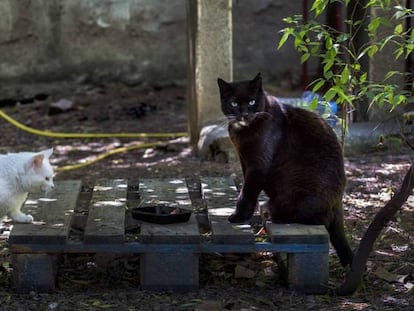 Dos gatos callejeros, en una colonia controlada en el barrio de Vallcarca (Barcelona).