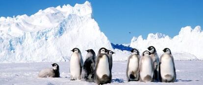 Crías de pingüinos en la Antártida.