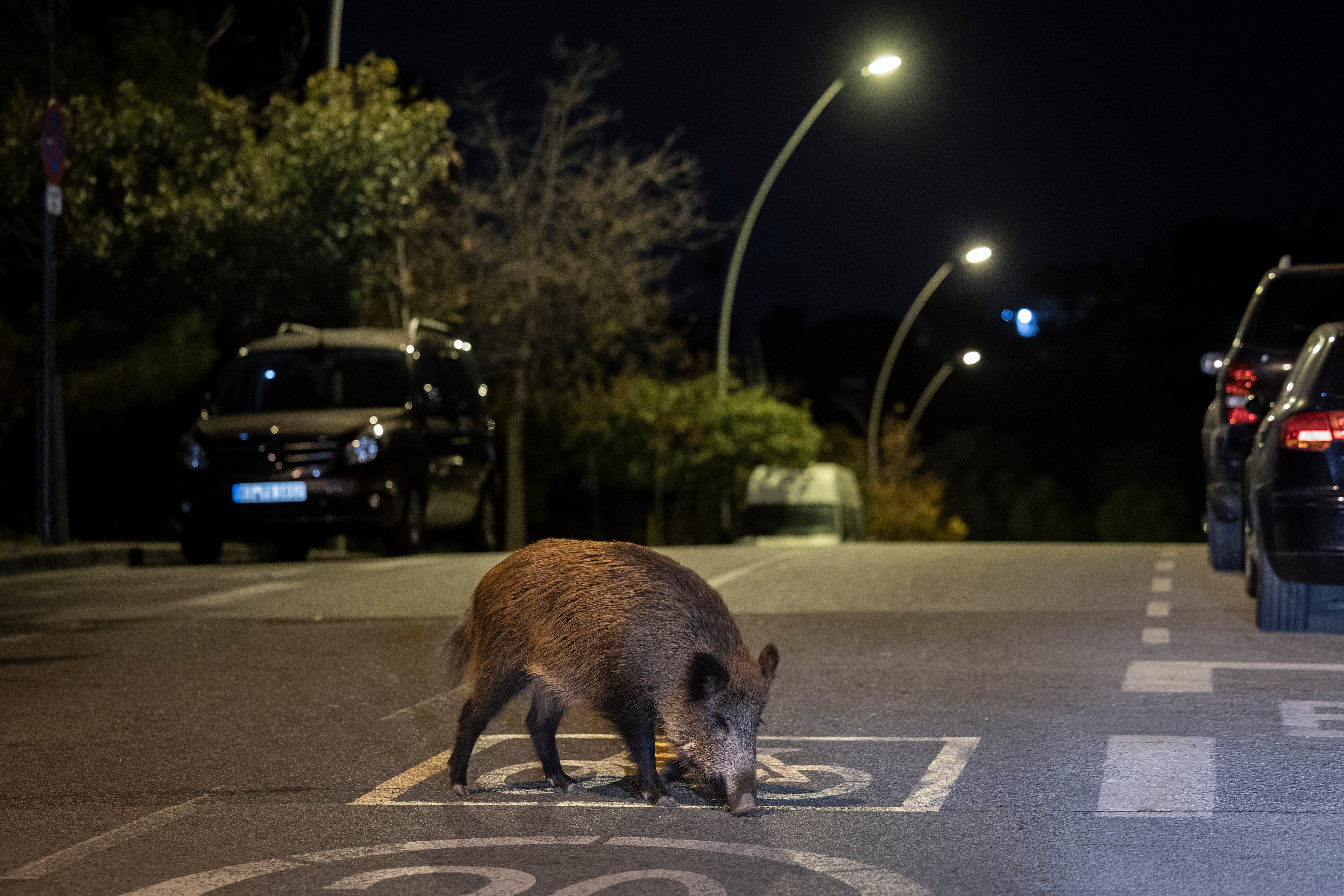 En la imagen jabalies en una calle de Esplugues de Llobregat, cerca del parque de Collserola.  (Barcelona)