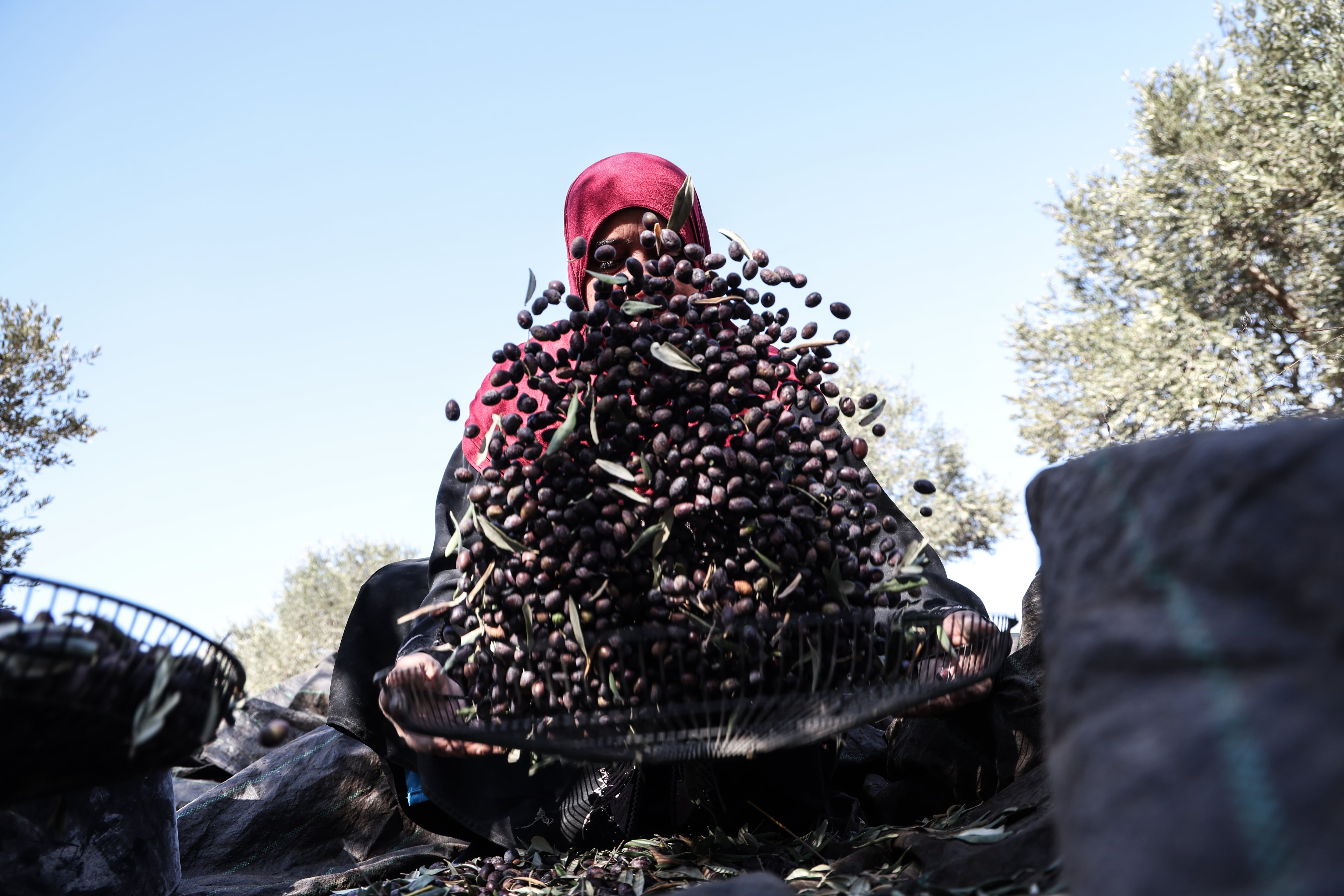 Los colonos israelíes siembran de violencia la recogida de la aceituna en Cisjordania