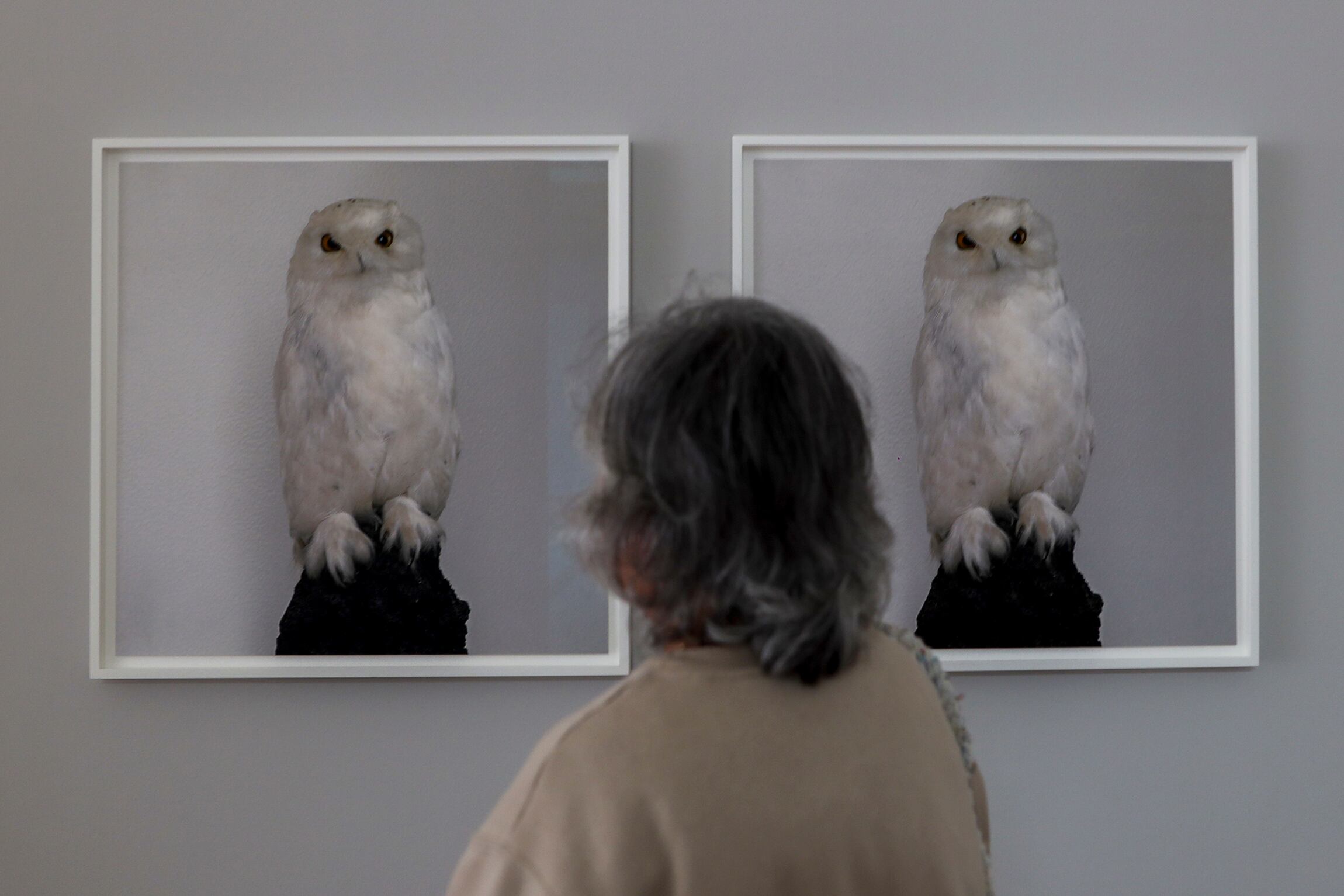 La obra 'Dead Owl' (1997), de Roni Horn, una de las grandes del arte estadounidense, celebrada ahora por una muestra en Menorca.