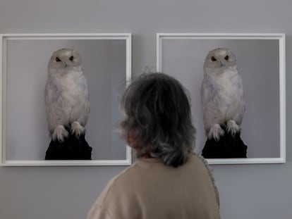 'Dead Owl' (1997), de Roni Horn, en su exposición en el Centro Botín de Santander.