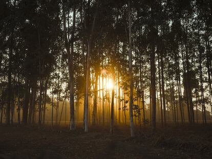 Entardecer na Amazônia, em Cláudia.