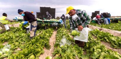 Trabajadores de origen marroquí recogen lechugas iceberg en un campo de Murcia para ser vendidas al Reino Unido.