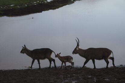 Familia con su cría en el parque nacional Aberdare.