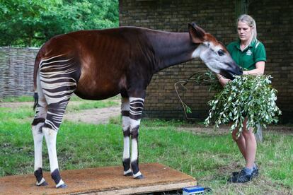 Una trabajadora durante la medición de un ejemplar de Okapi en el Zoológico de Londres (Reino Unido).