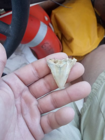 El colmillo de tiburón blanco, recién sacado del mar.