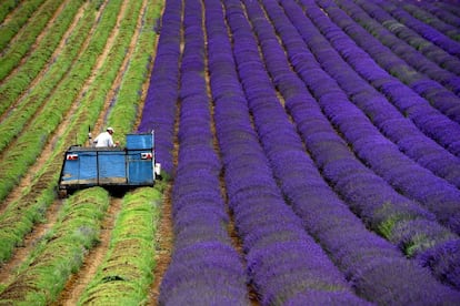 Un agricultor trabaja en un campo de lavanda en Lordington, al sur de Inglaterra