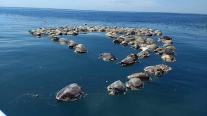 Tartarugas mortas flutuam no mar em Porto Escondido, Oaxaca (México), em 28 de agosto