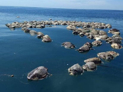 Tartarugas mortas flutuam no mar em Porto Escondido, Oaxaca (México), em 28 de agosto