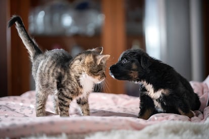 Un cachorro y un gato se conocen por primera vez.