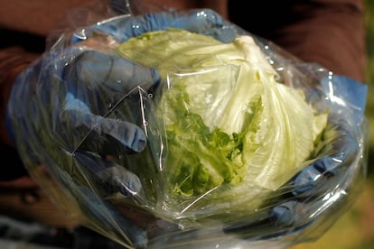 Un trabajador envuelve una lechuga tipo iceberg en una plantación en Pulpi (Almería).