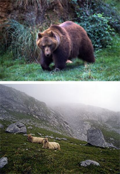 Somiedo y Laciana son un refugio para el oso pardo. Abajo, ovejas lachas en el parque nacional de los Picos de Europa.