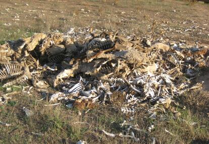 Restos de animales en la explotación de Titaguas (Valencia) en una imagen distribuida por PACMA.