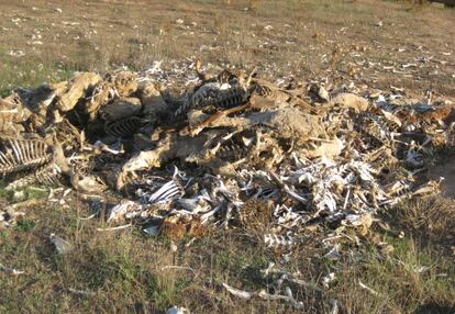 Restos de animales en la explotaci&oacute;n de Titaguas (Valencia) en una imagen distribuida por PACMA.