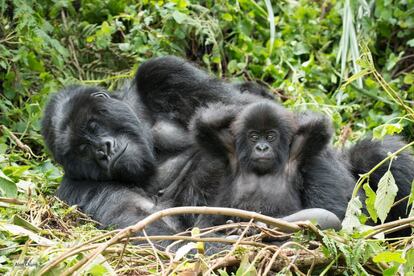 Después de más de dos horas de caminata con guardaparques en el parque nacional Volcanoes, en Ruanda, Alan Chung se encontró con la familia Hirwa. Este grupo de 16 gorilas de montaña se alimentaba de brotes de bambú jóvenes y se relajaba en un lugar frondoso.