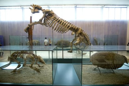 El esqueleto completo del megaterio del Museo de Ciencias Naturales de Valencia y, en primer plano, el esqueleto y el caparazón del armadillo fósil 'Eutatus punctatus'.