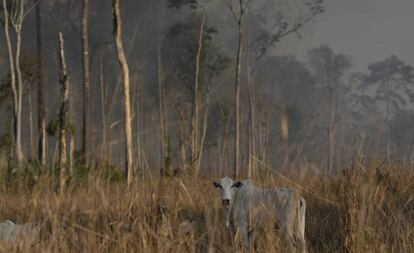 Gado ao lado de área incendiada em Novo Progresso, no Pará.