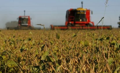 Planta de soja en la localidad de Olivera, Argentina.