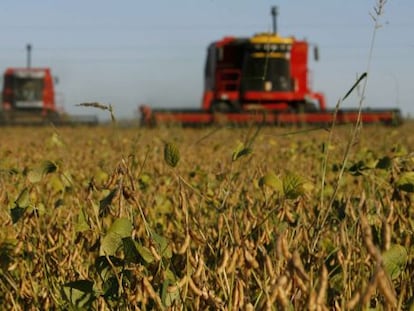 Planta de soja en la localidad de Olivera, Argentina.