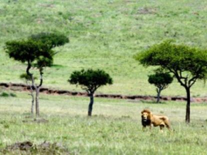 Un león en el parque nacional de Masai Mara, en Kenia.