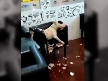 El animal, de raza Bull Terrier, entró en una heladería y provocó destrozos en el mobiliario