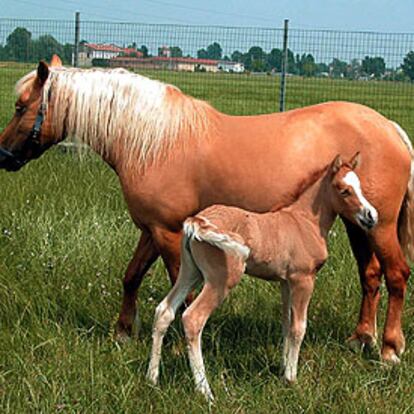 Según los científicos, éste es el primer caballo clonado del mundo