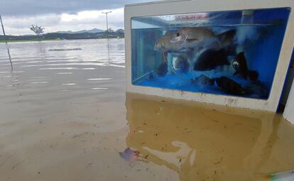 Vista de una pecera en una calle inundada a raíz del tifón Maysak en Gangneung (Corea del Sur).