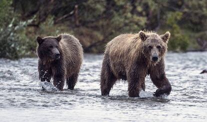 Dos osos pescando salmón en un río de Alaska.