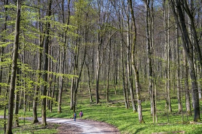 Entre las ciudades alemanas de Weimar y Gotinga hay <a href="https://www.nationalpark-hainich.de/en.html" target="_blank">un bosque antiquísimo en el cual la naturaleza sigue marcando la pauta</a>; un espacio reservado y seguro para los muchos animales amenazados que pueblan este hayedo. Este parque natural de 130 kilómetros cuadrados se disfruta desde abajo y desde arriba: una pasarela situada a la altura de las copas de los árboles permite acercarse a la naturaleza a vista de pájaro. En invierno, como mejor se recorre este espacio natural es en trineo. En primavera y otoño, los senderistas disfrutan recorriendo los caminos bien señalizados, como la ruta Rennsteig.