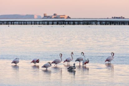 Flamencos en las salinas de la Trinidad, en el parque natural del Delta del Ebro (Tarragona).