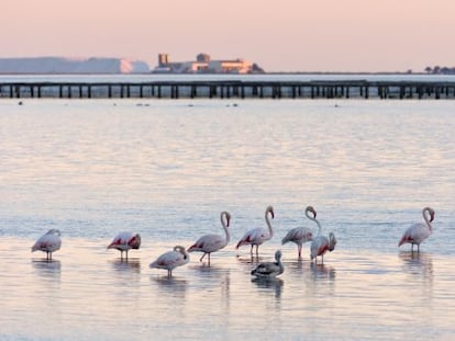 Flamencos en las salinas de la Trinidad, en el parque natural del Delta del Ebro (Tarragona).