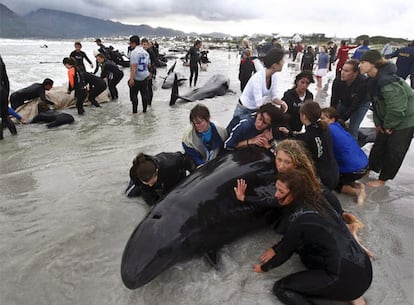 Los expertos temen por la vida de 55 ballenas que han quedado varados en la playa de Kommetjie, cerca de Ciudad del Cabo (Suráfrica). La marea y el viento están dificultando las labores para devolver a los cetáceos al mar, a las que se han sumado decenas de voluntarios.