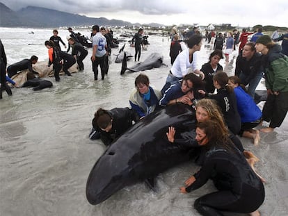 Los expertos temen por la vida de 55 ballenas que han quedado varados en la playa de Kommetjie, cerca de Ciudad del Cabo (Suráfrica). La marea y el viento están dificultando las labores para devolver a los cetáceos al mar, a las que se han sumado decenas de voluntarios.