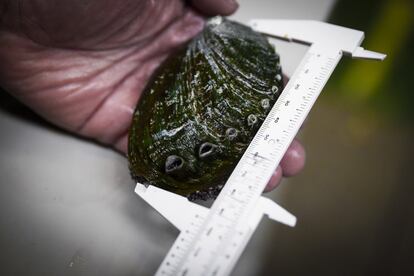 La empresa Galician Marine Aquaculture (GMA), nacida en la Universidad de Santiago, cría ejemplares de gran tamaño. Este año han conseguido los más grandes, de hasta 9,5 cm.