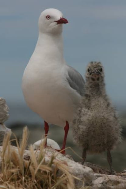 Para saber si hay respuesta adaptativa al cambio climático hace falta estudiar las poblaciones durante muchas generaciones, como los 54 años que ya lleva el estudio de las gaviotas de pico rojo de la península Kaikoura, en Nueva Zelanda.