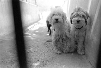Dos canes, en la perrera municipal de Madrid, en una fotografía de archivo.