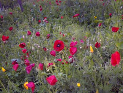 El filósofo jardinero que protege plantas en peligro de extinción