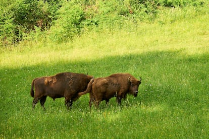 Bisontes en el Parque de la Prehistoria, situado a la entrada de la localidad asturiana de San Salvador de Alesga, en el concejo de Teverga.