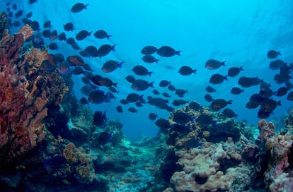 Un banco de peces en el Parque Nacional Arrecife Alacranes, en Yucatán, México