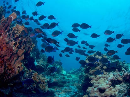 Un banco de peces en el Parque Nacional Arrecife Alacranes, en Yucatán, México