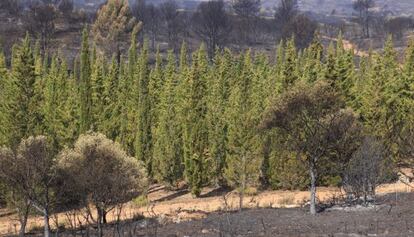 Barrera de cipreses en Andilla, que apenas fueron quemados por el fuego