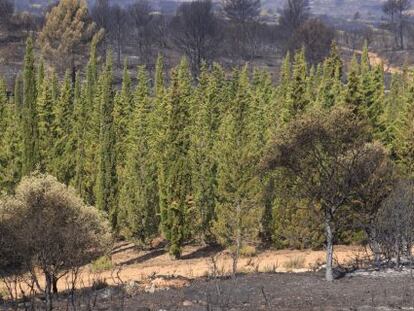 Barrera de cipreses en Andilla, que apenas fueron quemados por el fuego
