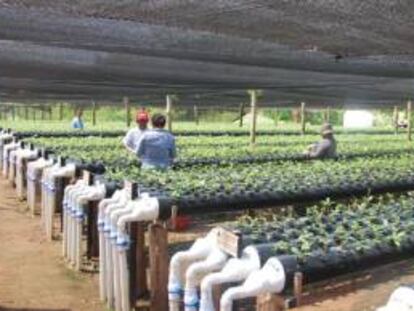 Cultivos hidropónicos de la empresa mexicana Proteak.